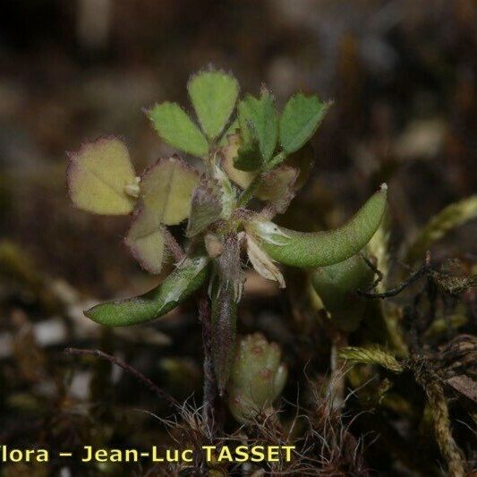 Medicago monspeliaca Habitus