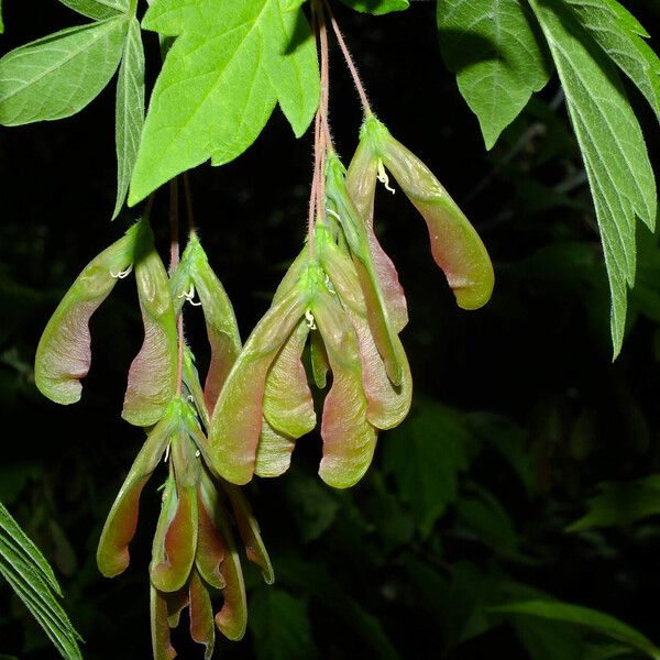 Acer negundo फल