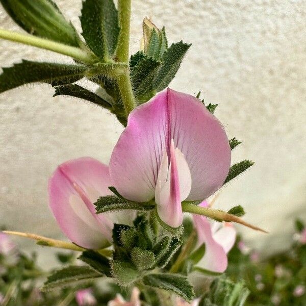 Ononis spinosa Квітка