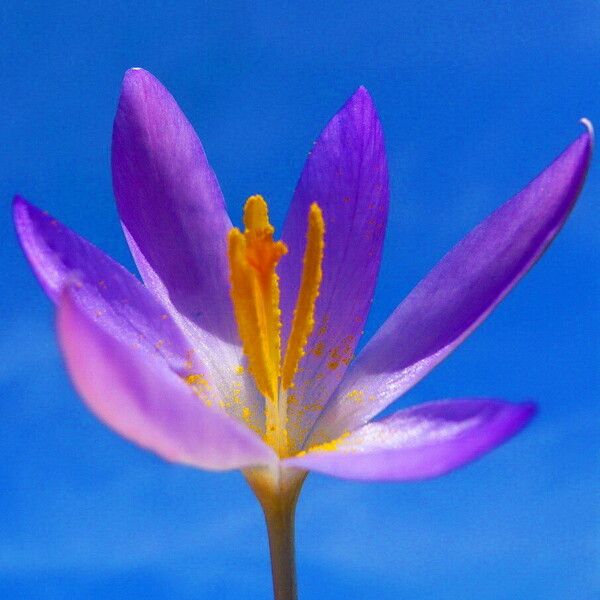 Crocus tommasinianus Virág