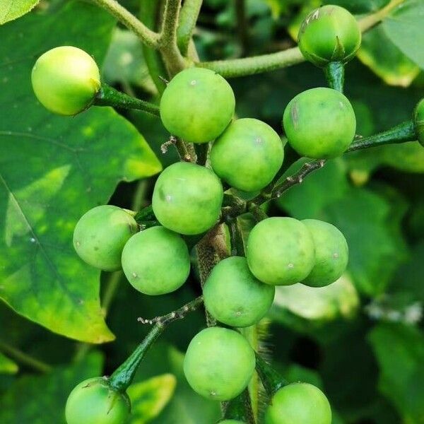 Solanum torvum Fruchs