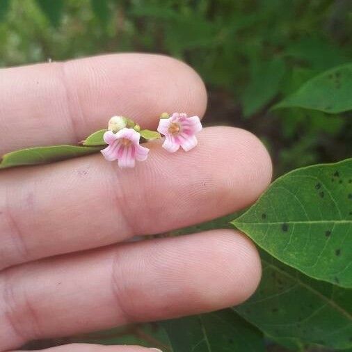 Apocynum androsaemifolium Flower