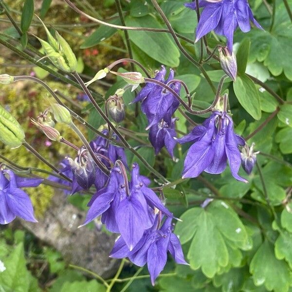 Aquilegia alpina Blüte