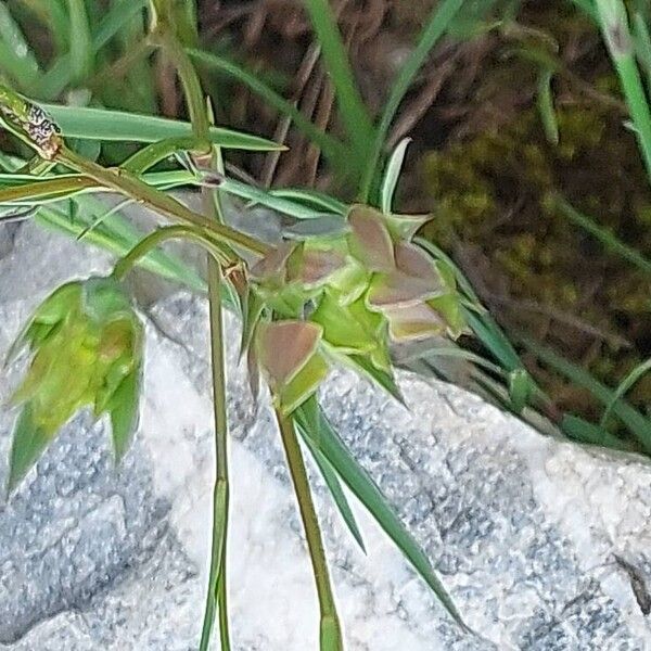 Bupleurum baldense 花