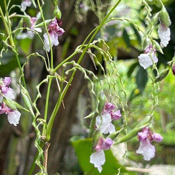 Thalia geniculata Flower