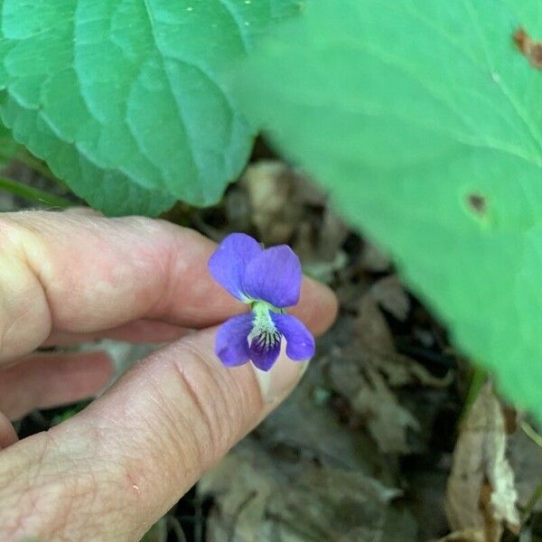 Viola × melissifolia Çiçek