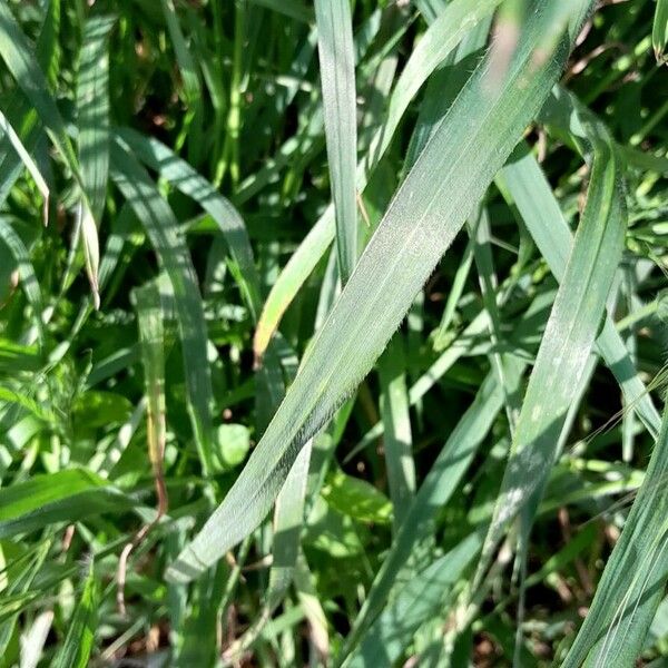 Bromus sterilis Feuille