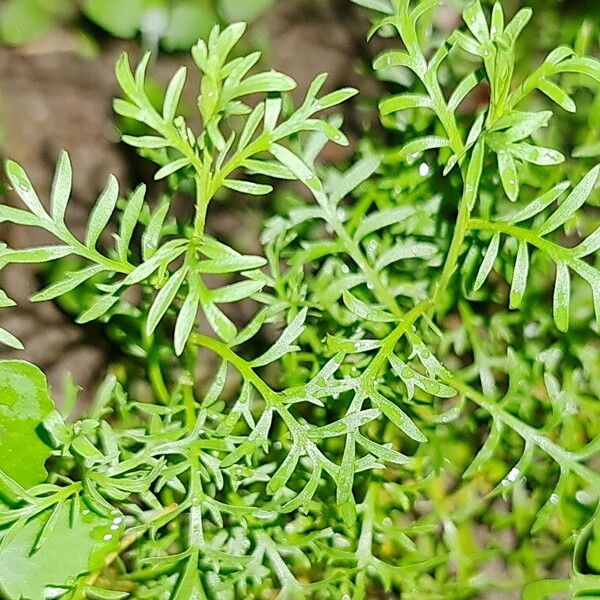 Lepidium ruderale Yaprak