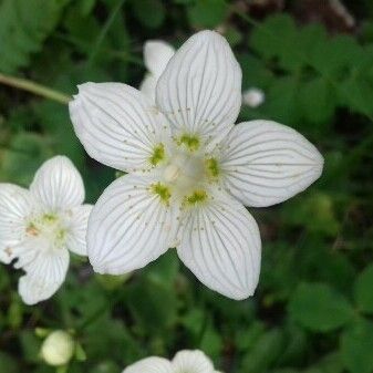 Parnassia palustris Кветка