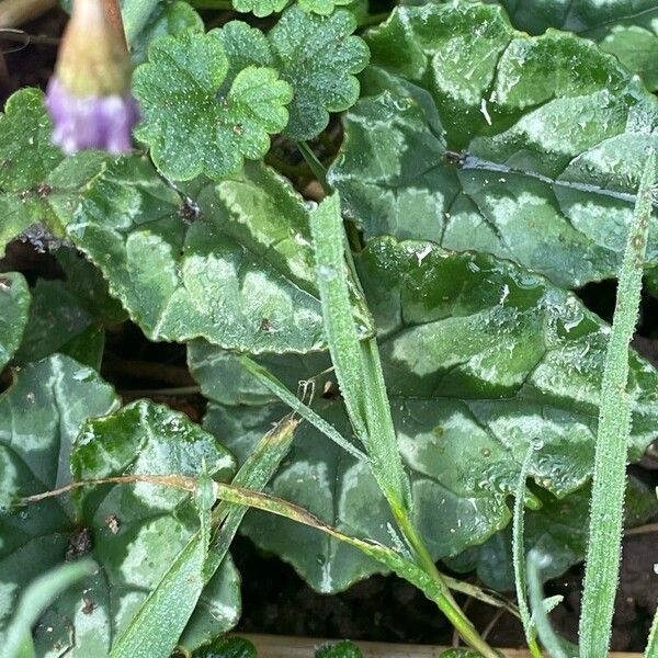 Cyclamen hederifolium Folha