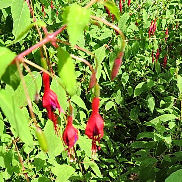 Fuchsia magellanica Flower