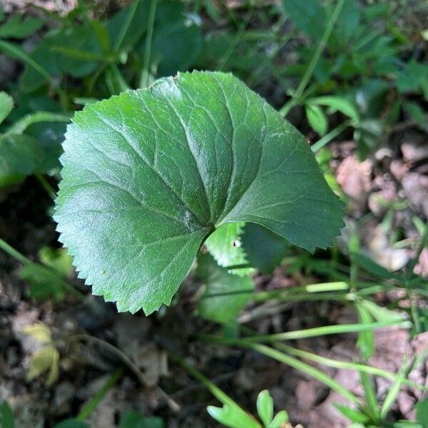 Ranunculus cassubicus List