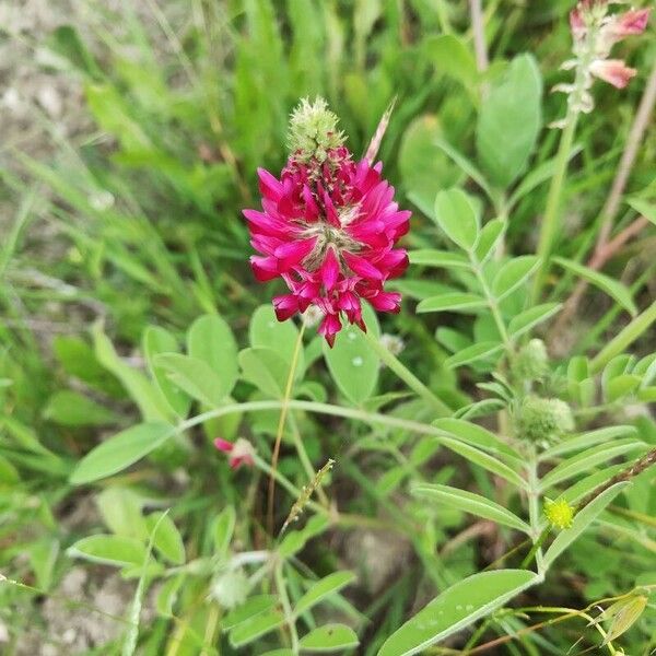 Hedysarum coronarium Blüte