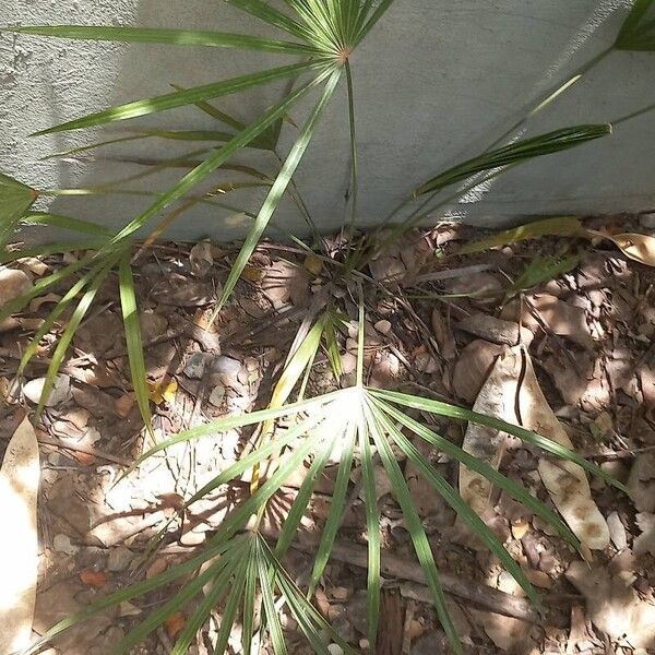 Coccothrinax barbadensis Fulla