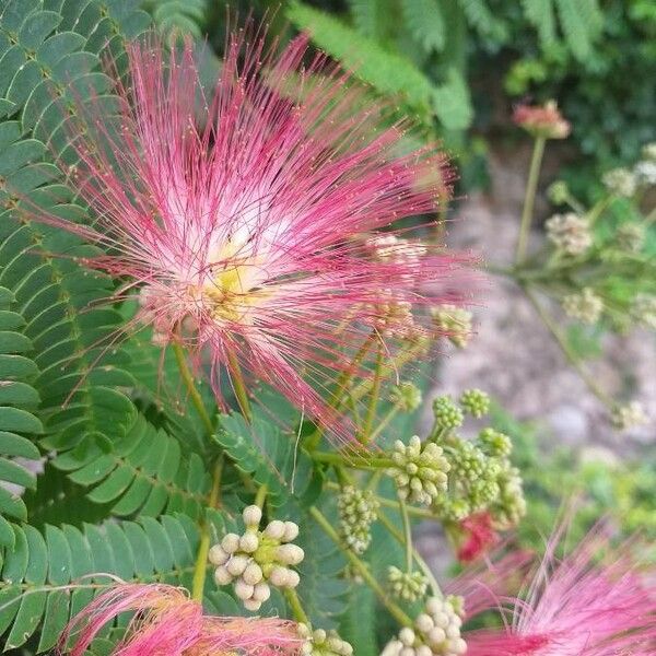 Albizia julibrissin Квітка