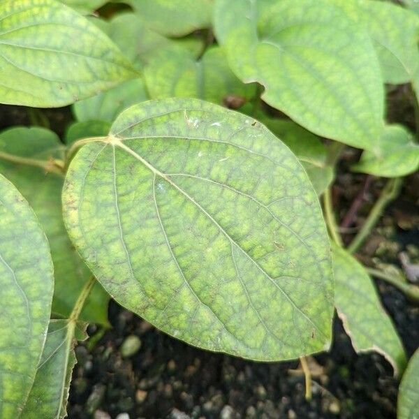 Piper nigrum Leaf