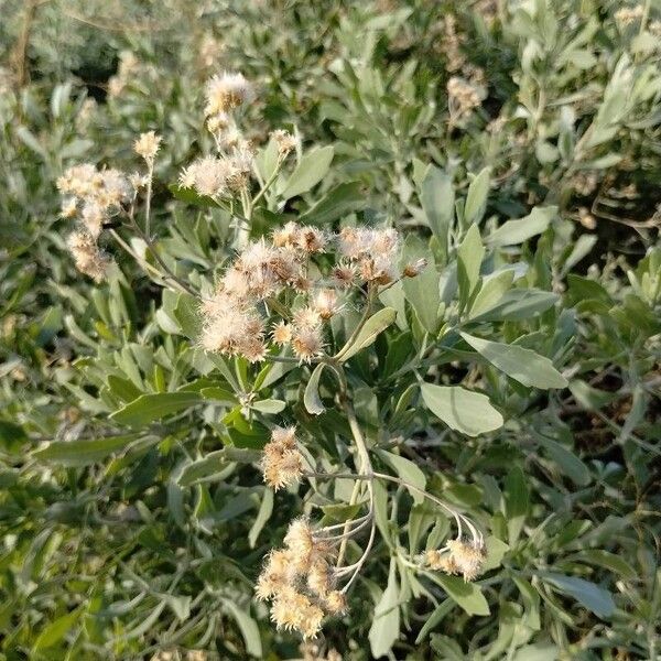 Tessaria absinthioides Blüte