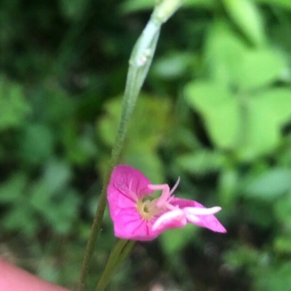 Oenothera rosea Žiedas