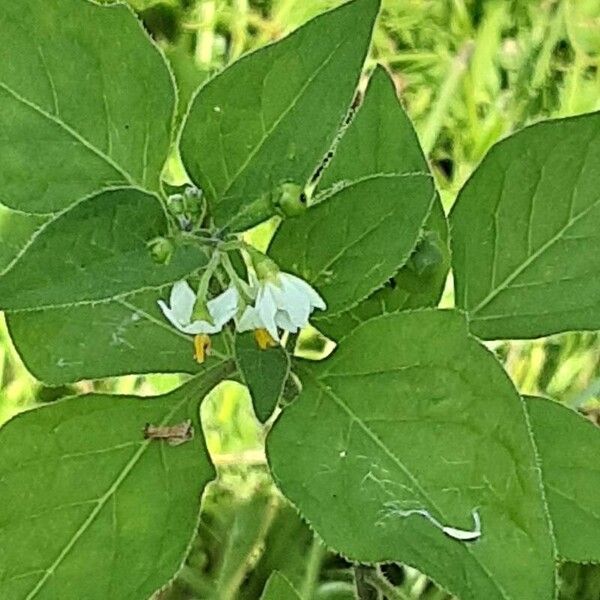 Solanum chenopodioides Flor