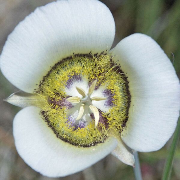 Calochortus gunnisonii Blüte