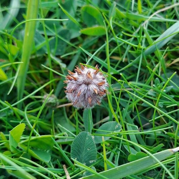 Trifolium fragiferum Цветок