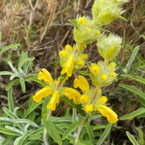 Phlomis lychnitis Beste bat