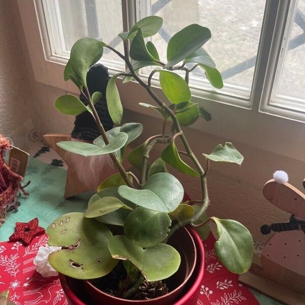 Peperomia magnoliifolia Leht