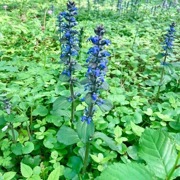 Ajuga reptans Kvet