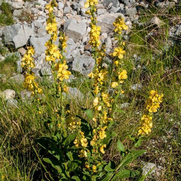 Verbascum davidoffii