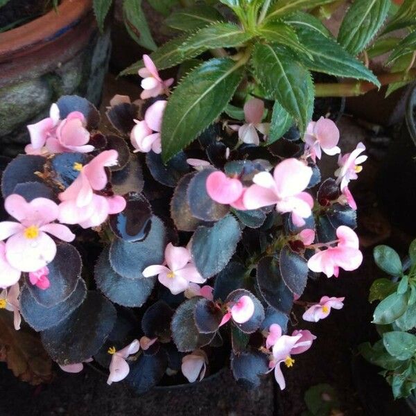 Begonia cucullata Leaf