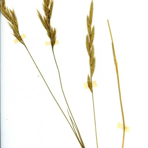 Elymus repens Pokrój