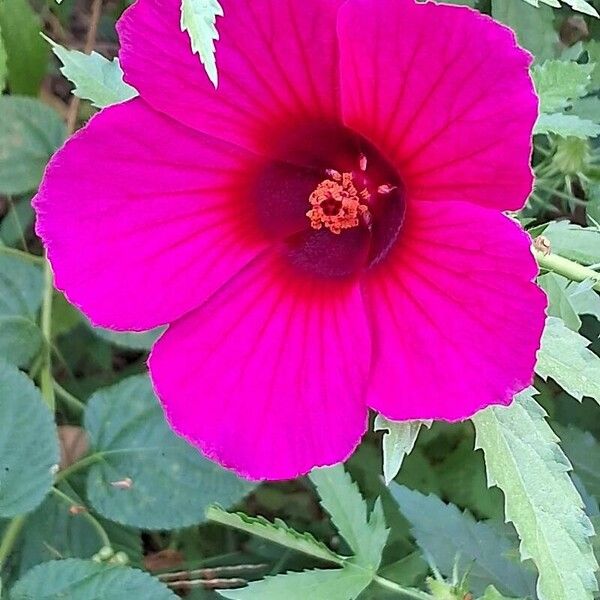 Hibiscus cannabinus Flower