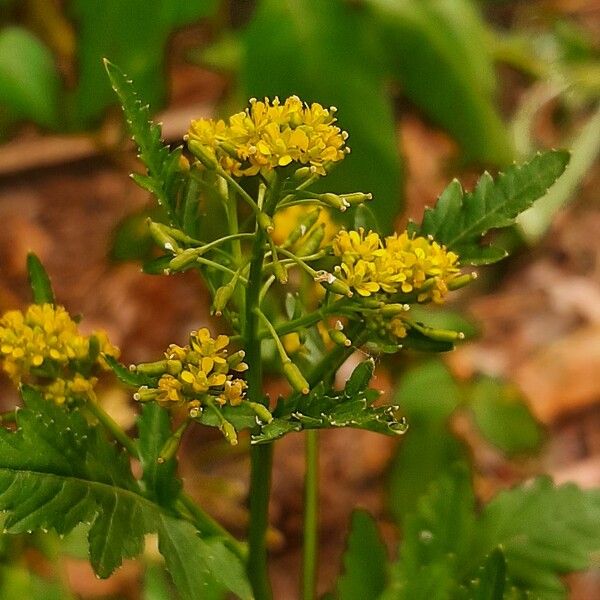 Rorippa palustris Floare