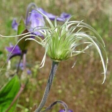 Clematis integrifolia Ffrwyth