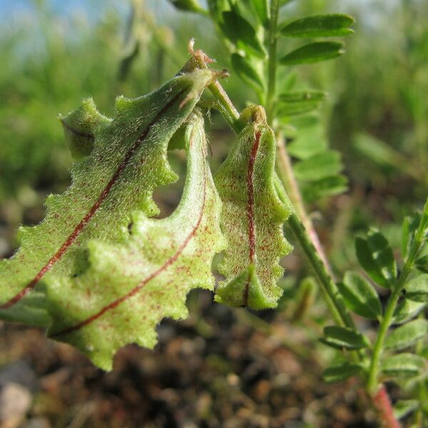 Biserrula pelecinus 果実