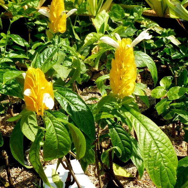 Pachystachys lutea Flower