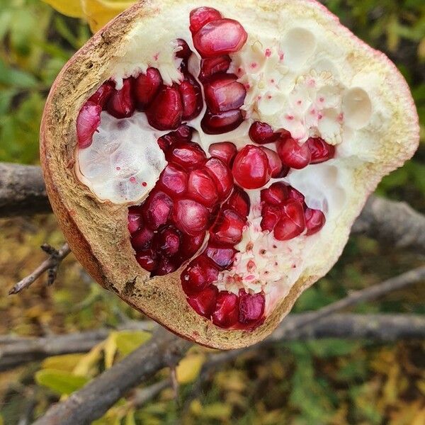 Punica granatum Fruit