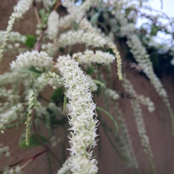 Anredera cordifolia 花