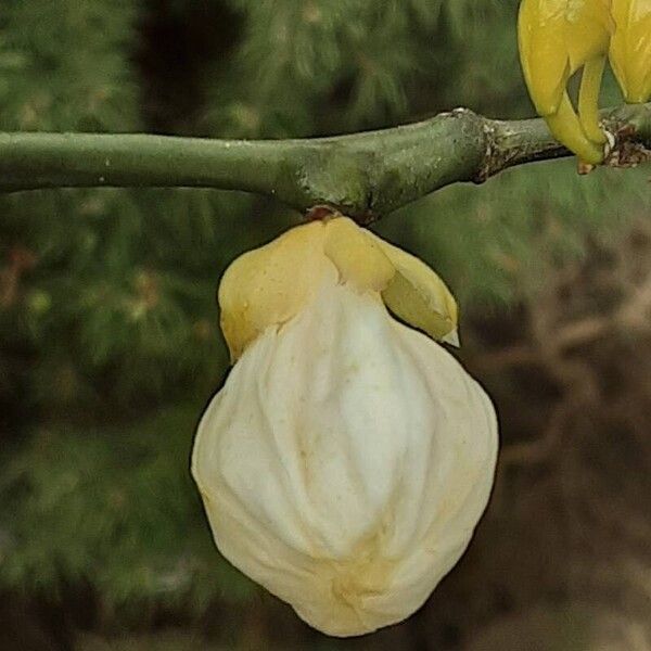 Citrus trifoliata Кветка