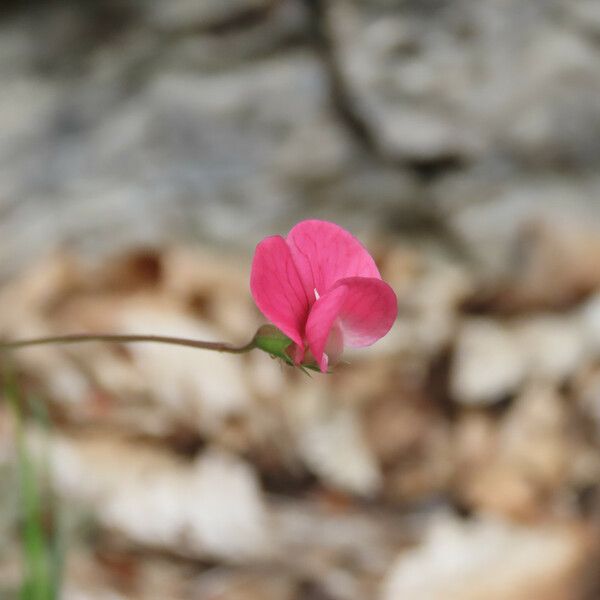 Lathyrus nissolia Кветка