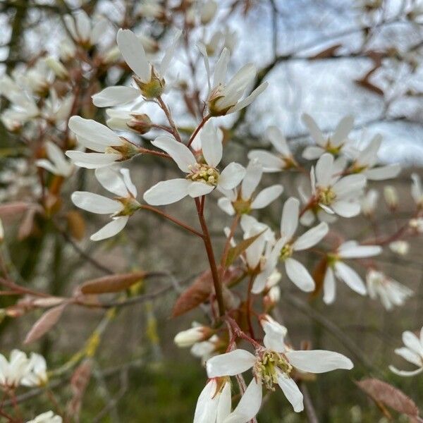 Amelanchier × lamarckii 花