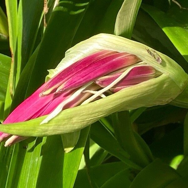 Crinum bulbispermum 花