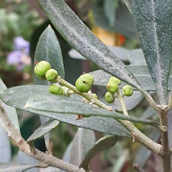 Olea europaea Fruto