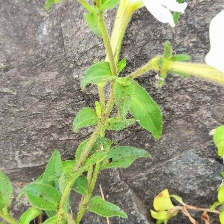 Petunia axillaris عادت