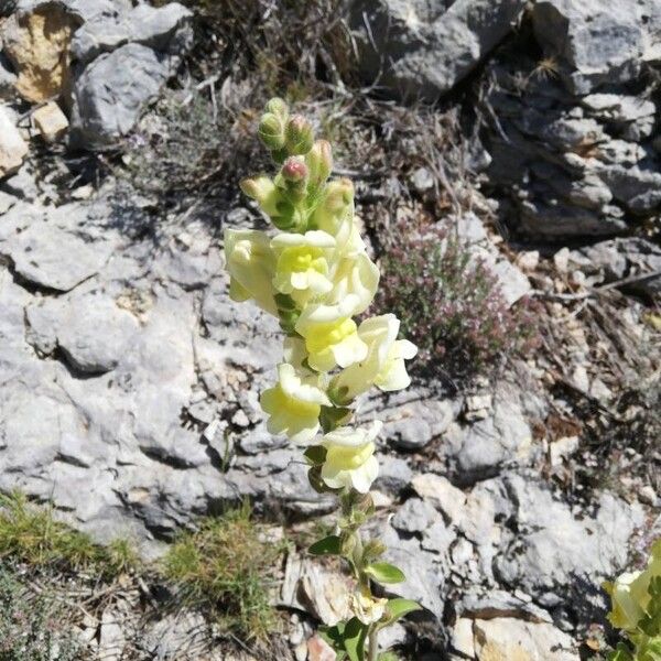 Antirrhinum latifolium പുഷ്പം