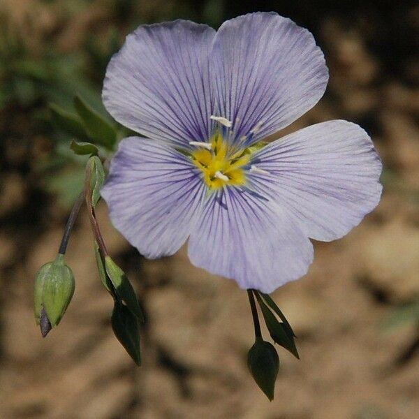 Linum lewisii ফুল