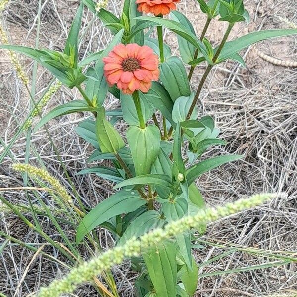 Zinnia peruviana Plante entière