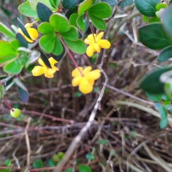 Berberis microphylla Çiçek