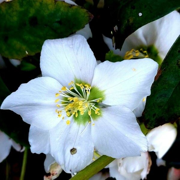 Helleborus niger 花