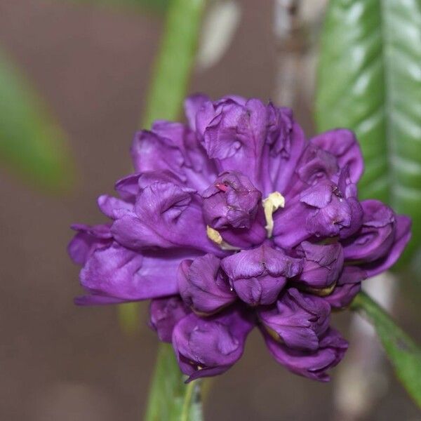 Rhododendron niveum Fleur